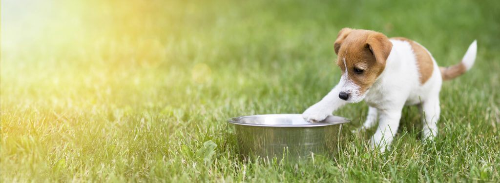 Ernährungsberater für Hunde RolfSchneiderAkademie