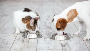 Ernährungsberater für Hunde und Katzen