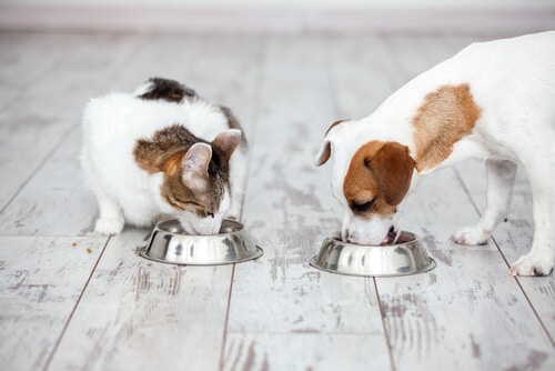 Ernährungsberater für Hunde und Katzen