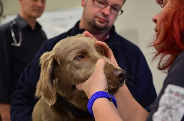 Tierheilpraktiker-Ausbildung Untersuchung Hund