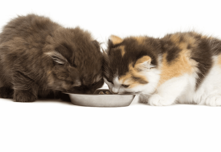 Ernährungsberater für Katzen