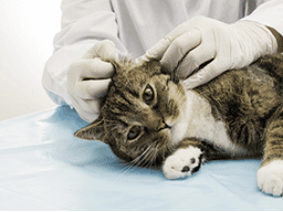 Differentialdiagnostik in der Tierheilpraxis, Teil 1