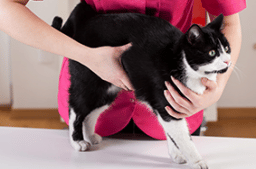 Gesundheitsprophylaxe für Hund und Katze - Effektive Maßnahmen zur Gesundheitskontrolle und Gesunderhaltung