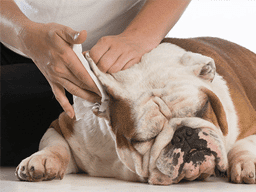 Ohrenentzündung beim Hund naturheilkundlich behandeln