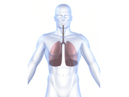 Anatomie der Lunge und Atmungsorgane