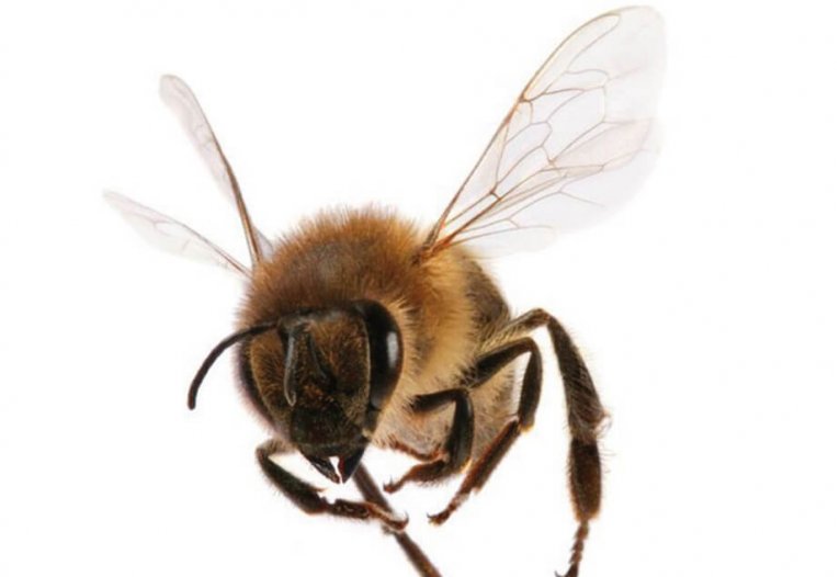 Apitherapie „Bienenmedizin für Tiere – kraftvolle und wirksame Heilmittel aus der Natur“
