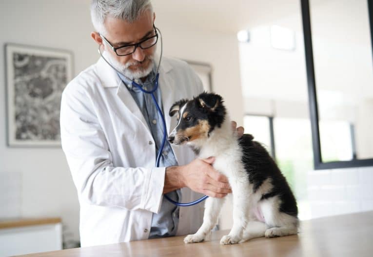 Praxiskompetenz für Tierheilpraktiker