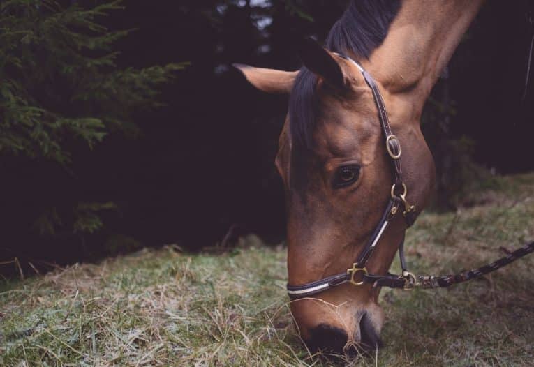 Ernährung Pferd Heu