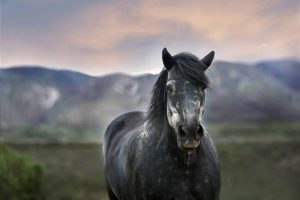 MIM vormals PSSM2 - alles nur ein Hype
