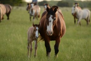Selektive Entwurmung beim Pferd