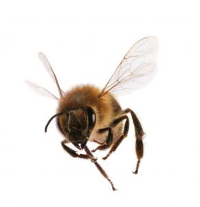 IBD beim Hund - Pathologie und therapeutische Ansätze