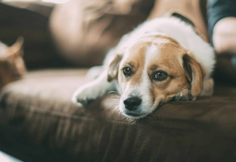 IBD beim Hund - Pathologie und therapeutische Ansätze