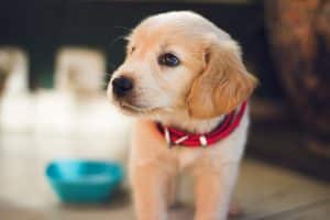 Nährstoffversorgung des Hundes