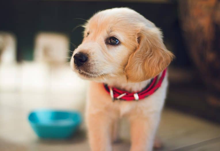 Nährstoffversorgung des Hundes