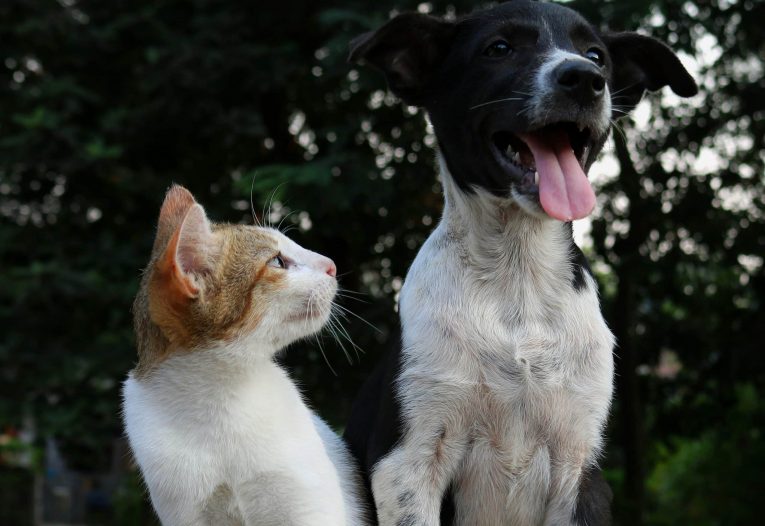 Naturheilkundliche Entgiftung bei Hunden und Katzen