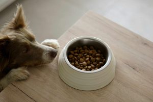 Qualitätscheck Hunde- und Katzenfutter