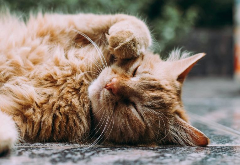 Katzenspezial: Nierenerkrankungen und Nierendiät bei Katzen