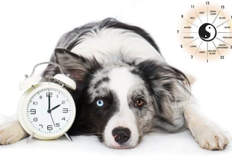 Live-Webinar (05/2026) | 21.05.2026 | Die Organuhr