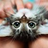 Tierheilpraktiker mit Schwerpunkt Ernährungsberatung für Katzen