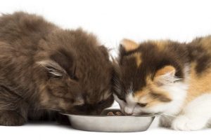 Ernährungsberatung für Katzen