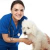 Gesundheitsberater für Hunde und Katzen mit Ernährungsberater für Hunde 