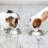 Ernährungsberater für Hunde und Aufbaumodul Katze